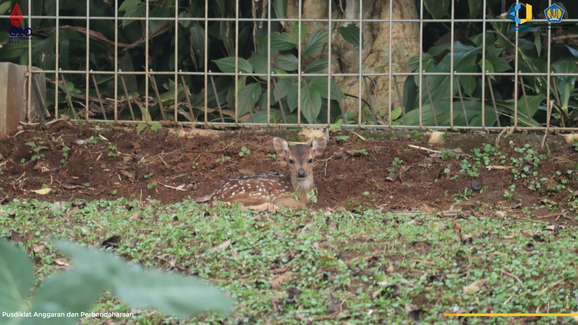 Rusa Totol